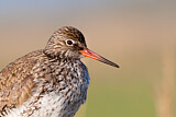 Image. Common Redshank