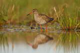 Image. Common Redshank