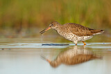 Image. Common Redshank