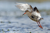 Image. Common Redshank