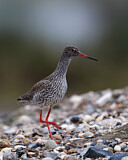 Image. Common Redshank