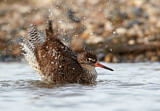 Image. Common Redshank