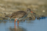 Image. Common Redshank