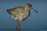 Image. Common Redshank
