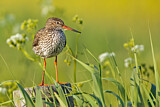 Image. Common Redshank