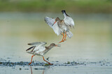 Image. Common Redshank