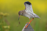 Image. Common Redshank