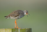 Image. Common Redshank