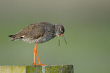 Image. Common Redshank