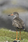 Image. Common Redshank