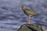 Image. Common Redshank