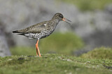 Image. Common Redshank