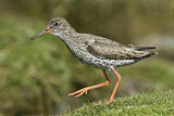 Image. Common Redshank