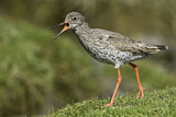 Image. Common Redshank