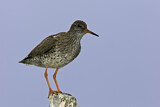 Image. Common Redshank