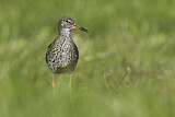 Image. Common Redshank