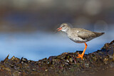 Image. Common Redshank
