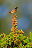 Image. Common Redstart