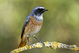 Image. Common Redstart