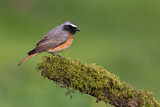 Image. Common Redstart