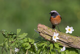 Image. Common Redstart