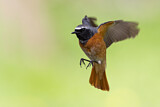 Image. Common Redstart