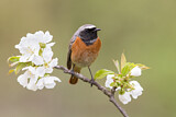 Image. Common Redstart