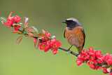 Image. Common Redstart