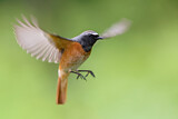 Image. Common Redstart