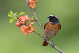 Image. Common Redstart