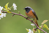 Image. Common Redstart