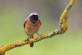 Image. Common Redstart