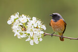 Image. Common Redstart