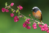 Image. Common Redstart