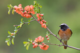Image. Common Redstart