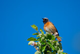 Image. Common Redstart