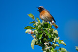 Image. Common Redstart