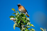 Image. Common Redstart