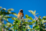 Image. Common Redstart