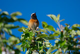 Image. Common Redstart