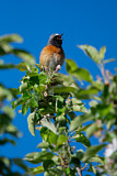 Image. Common Redstart