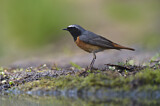 Image. Common Redstart