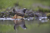 Image. Common Redstart