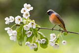 Image. Common Redstart