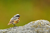 Image. Common Redstart