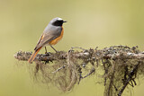 Image. Common Redstart