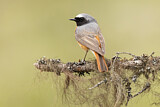 Image. Common Redstart