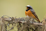 Image. Common Redstart