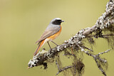 Image. Common Redstart