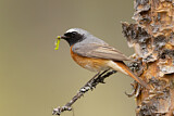 Image. Common Redstart